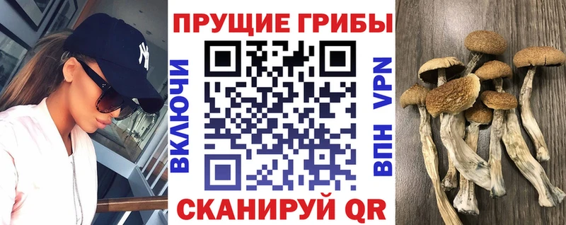 Купить  Невьянск  Галлюциногенные грибы Cubensis 